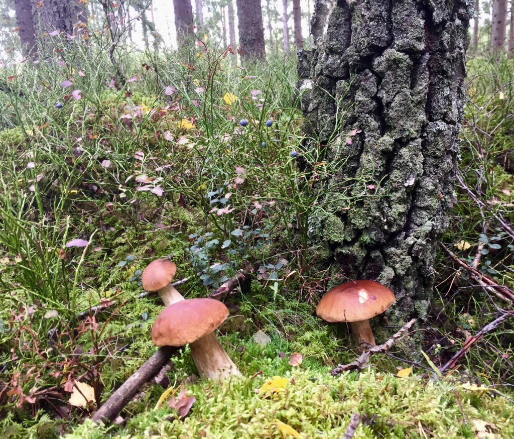 Naturbild med mogna svampar och bär